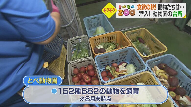 動物たちの餌を管理