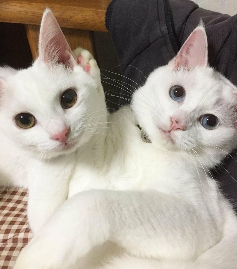 左：リリーちゃん　右：ぷるちゃん