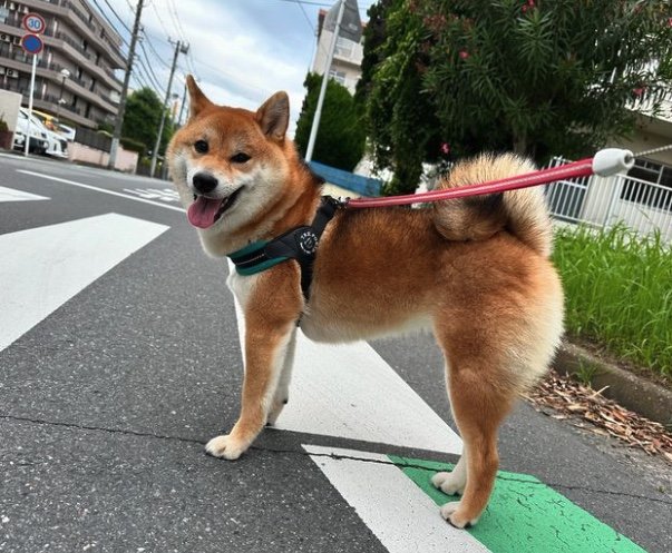 提供：はちさん