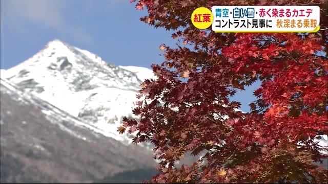 青空・白い雪・赤く染まるカエデ コントラスト見事に 秋深まる乗鞍高原