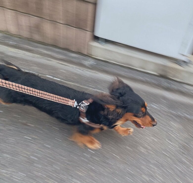 散歩を楽しんでいる、みらいくん