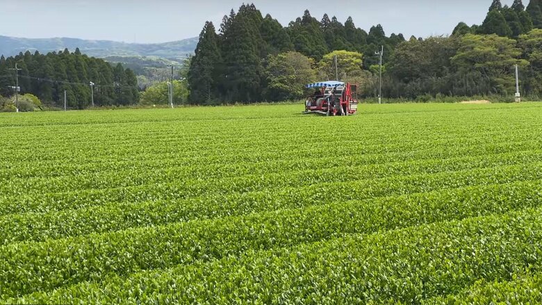 土地が平坦で機械化も進んでいる（出典：鹿児島県茶生産協会）