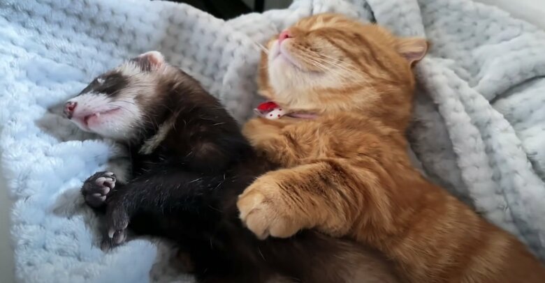 提供：IG @hinako_munchkinさん