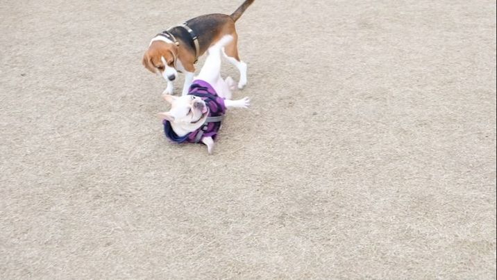 ドッグランで転がされるむぎちゃん（提供：むぎさん）