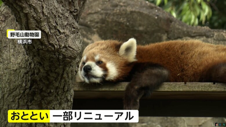 一部がリニューアルされたばかりの「野毛山動物園」