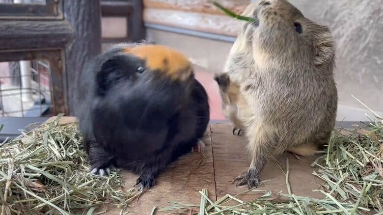 勝敗の瞬間（提供：須坂市動物園）