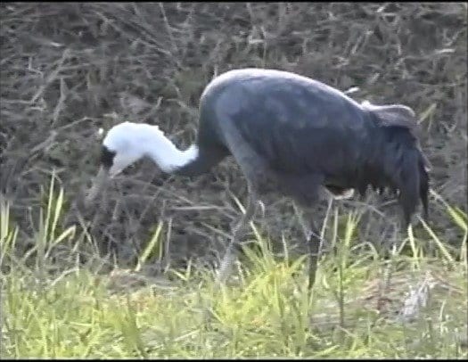 黒太郎の妻。足にけがをしていた