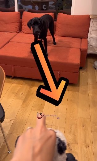 ハンナちゃんからパンダのぬいぐるみを取っちゃう“ドッキリ”を仕掛ける飼い主さん