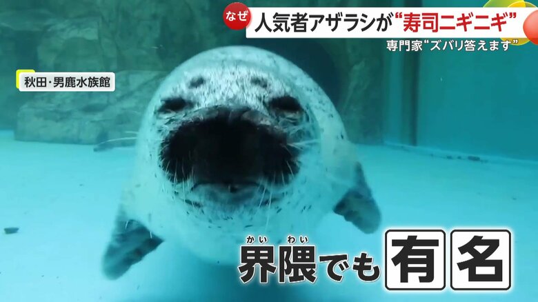 アザラシファンの間でも有名だったという「こまち」