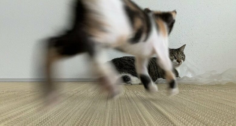 活発なふうちゃん