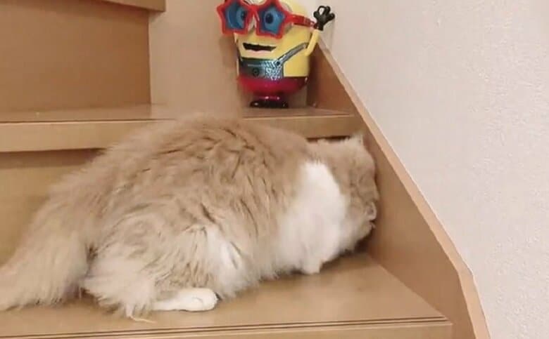 最終的に全身で構っているまゆちゃん