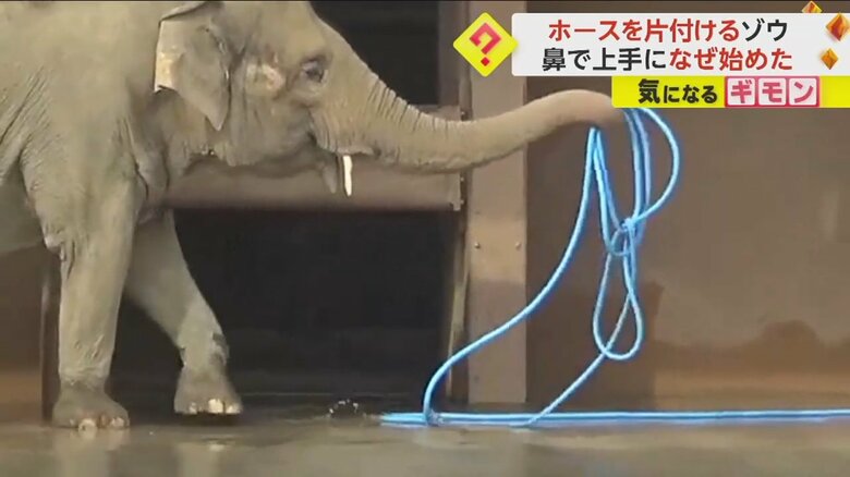 ゾウがホースを鼻で巻いて、飼育員に渡す様子④