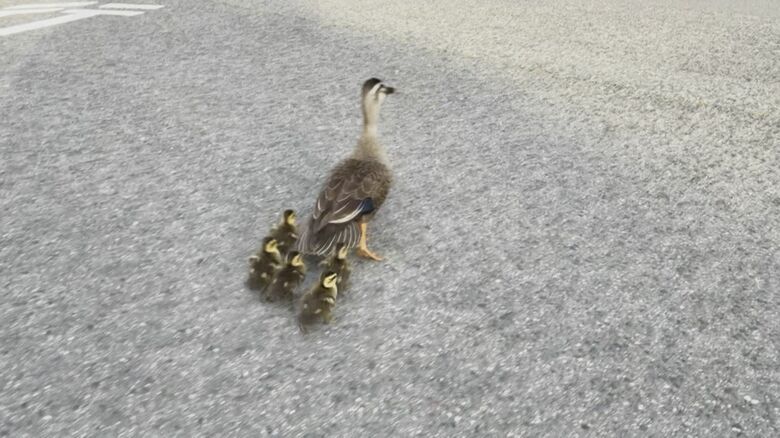 大分県庁を散歩するカルガモの親子