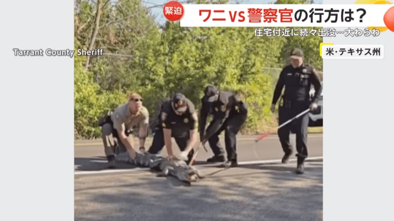 4人がかりでワニを取り押さえようとしていた捕獲担当の警察官４人