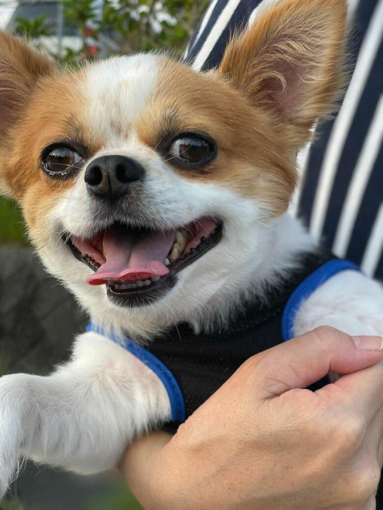 提供：SORA/ちわわさん