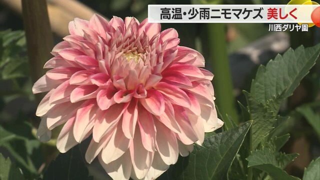 ダリアは長い時間をかけ品種改良され、多種多様な花色・花容の品種が作り出された