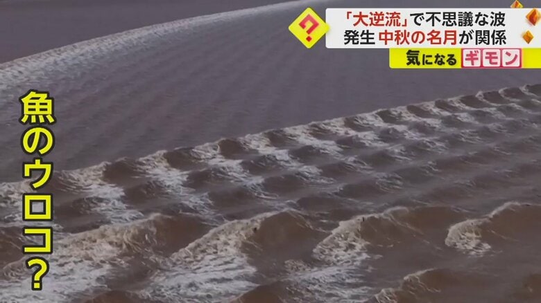 魚のウロコのように規則的な波
