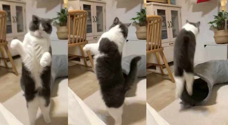 可愛いだけでなくたくましい脚！立ったと思ったらグルッと回り、そのままジャンプ！