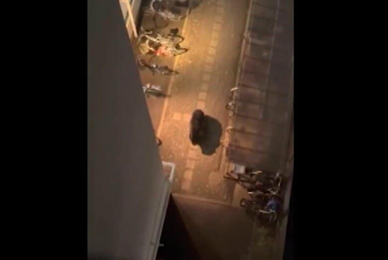 マンションのベランダから撮影されたクマ