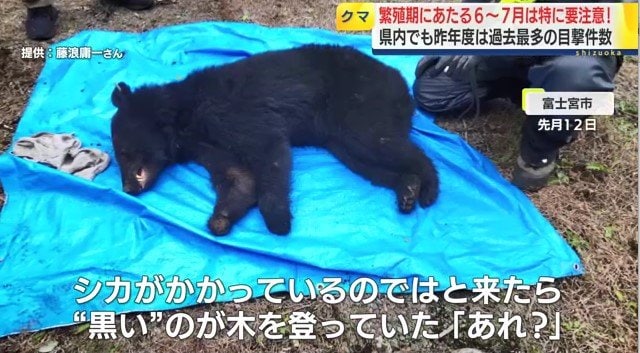 捕獲されたクマ（提供：藤波庸一 さん）
