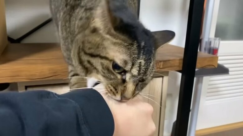 てんちゃんも帰宅した飼い主さんをガブリ