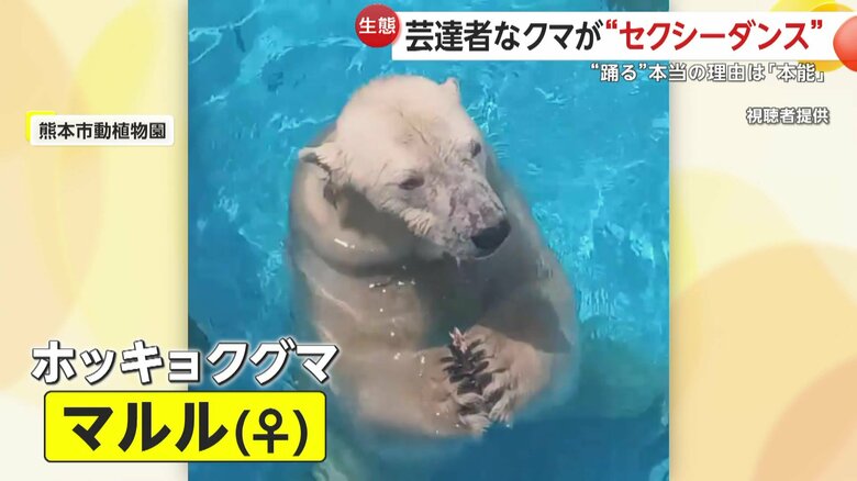 熊本市動植物園にいるホッキョクグマのマルル
