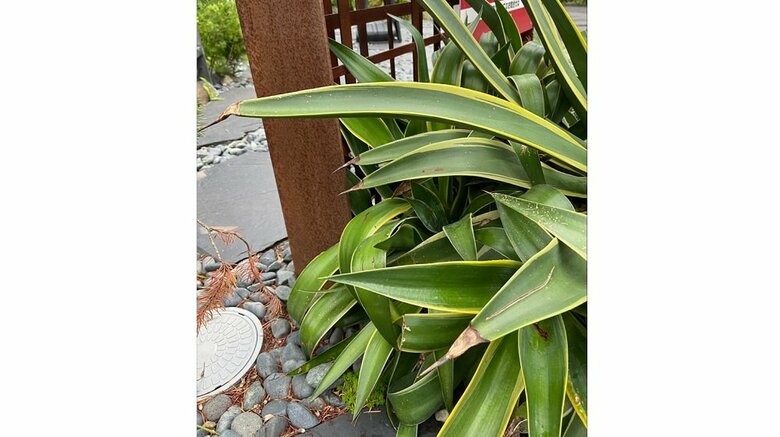 この子株を優先してほしいとのこと