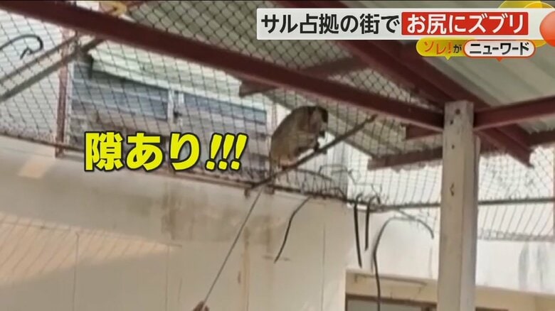 ギリギリまで近づいて吹き矢を発射された背中を向けたサル