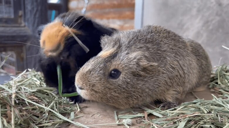 きのこちゃん（左）ともくちゃんの戦い