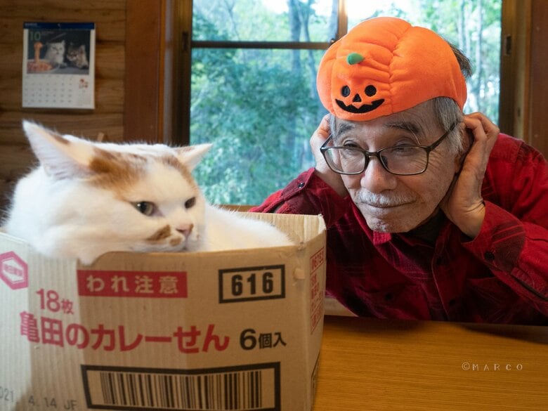 そんなことをしていると、また猫パンチが飛んできますよ（提供：MARCOさん）