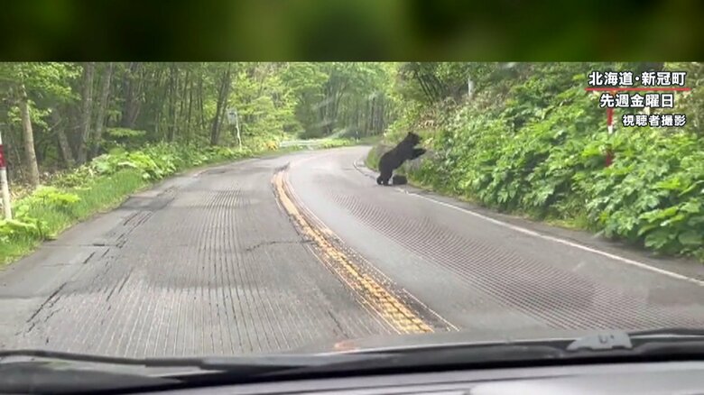 いったん茂みに消えるクマ
