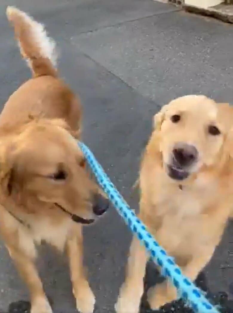 玄関ドアが開いて触れ合う、セナくんとラックスくん（その3）