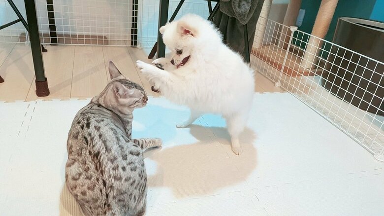 臆病だけどもうにちゃんには態度が大きいというこめたくん
