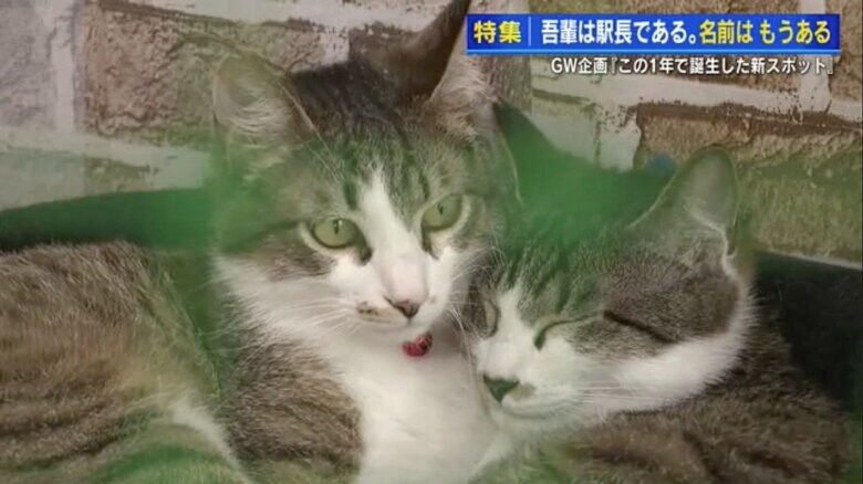 駅前の「りょうま駅長記念館」で暮らす2匹のネコ