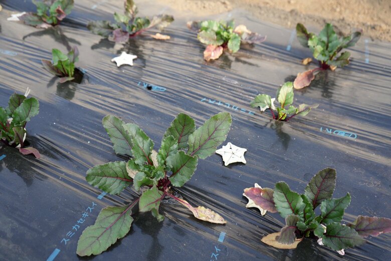 畑には土壌改良と鳥獣対策のためヒトデがまかれている
