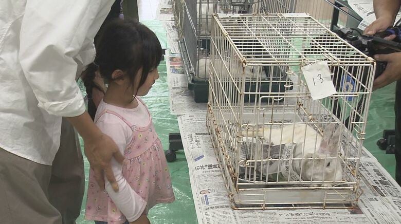 緊急譲渡会