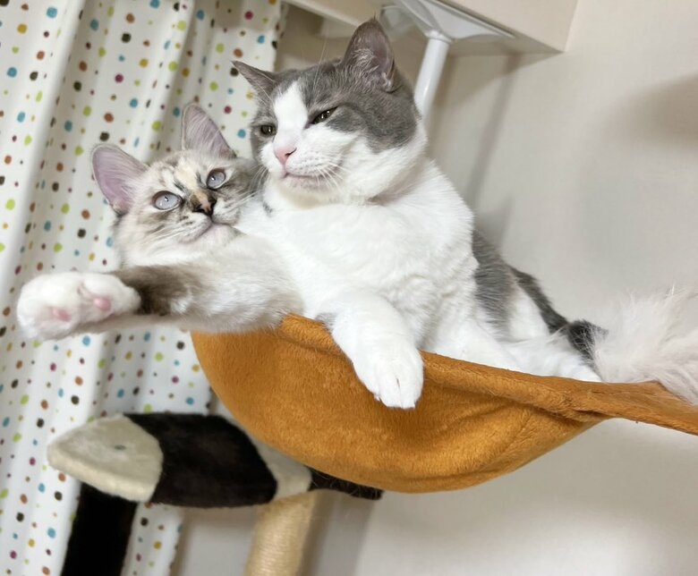 提供：いずもん/まろ様さん