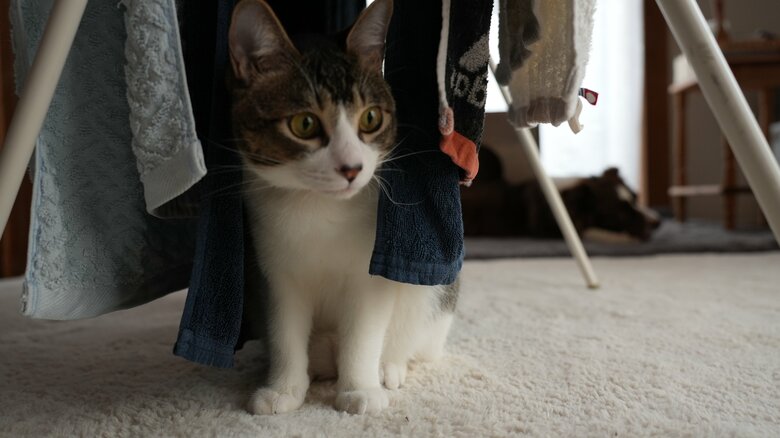 提供：ゆに＆メッシさん