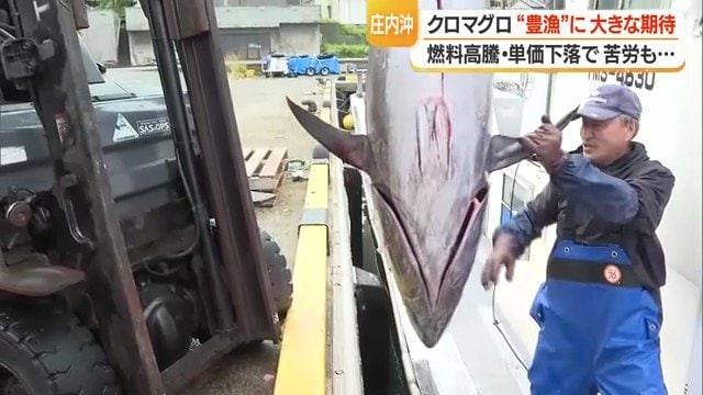 船から陸にあげられるクロマグロ