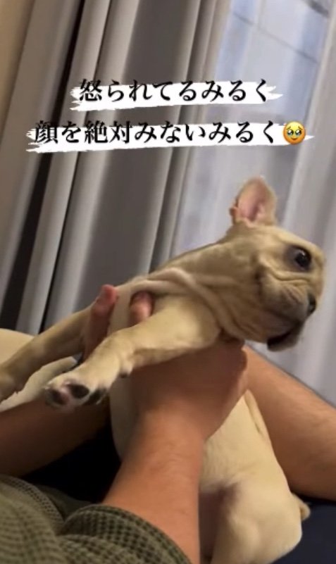 提供：みるくちゃん