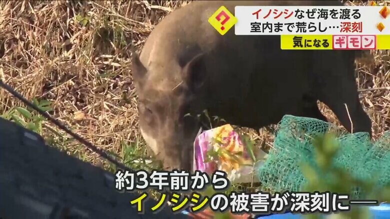 百島では、3年ほど前からイノシシの被害が深刻に