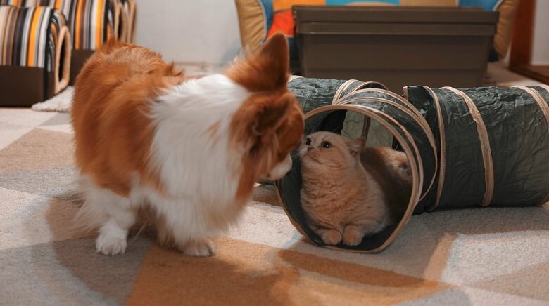 提供：ちい むう ととろさん