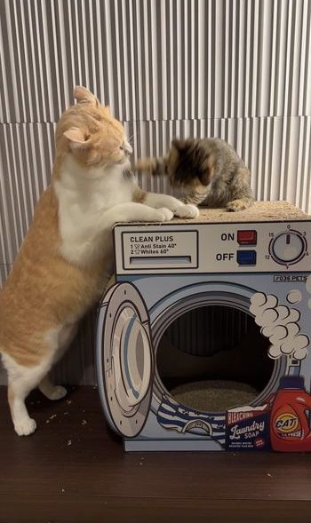 提供：たーにゃ。さん