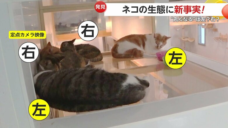 左巻き2匹、右巻き2匹がおさめられた別のカメラ