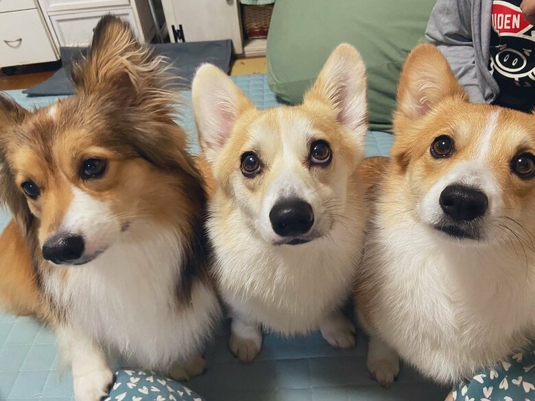 おやつを持ったらすぐにそばにくる3匹