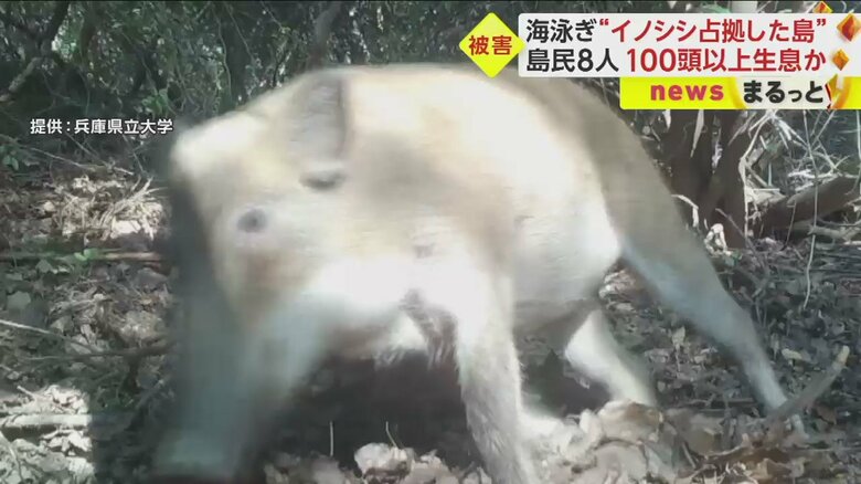 20年ほど前まではいなかったというイノシシが、今や島の至るところに出没