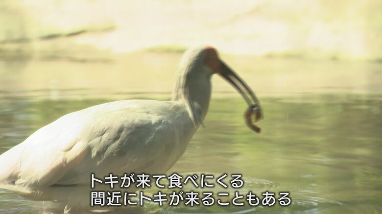動物園の餌採場でドジョウを食べるトキ