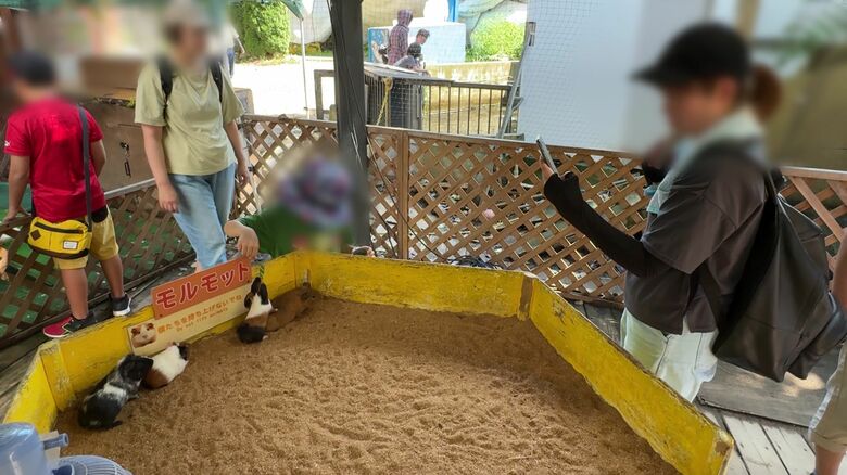 ノースサファリ内のモルモット（撮影：視聴者）