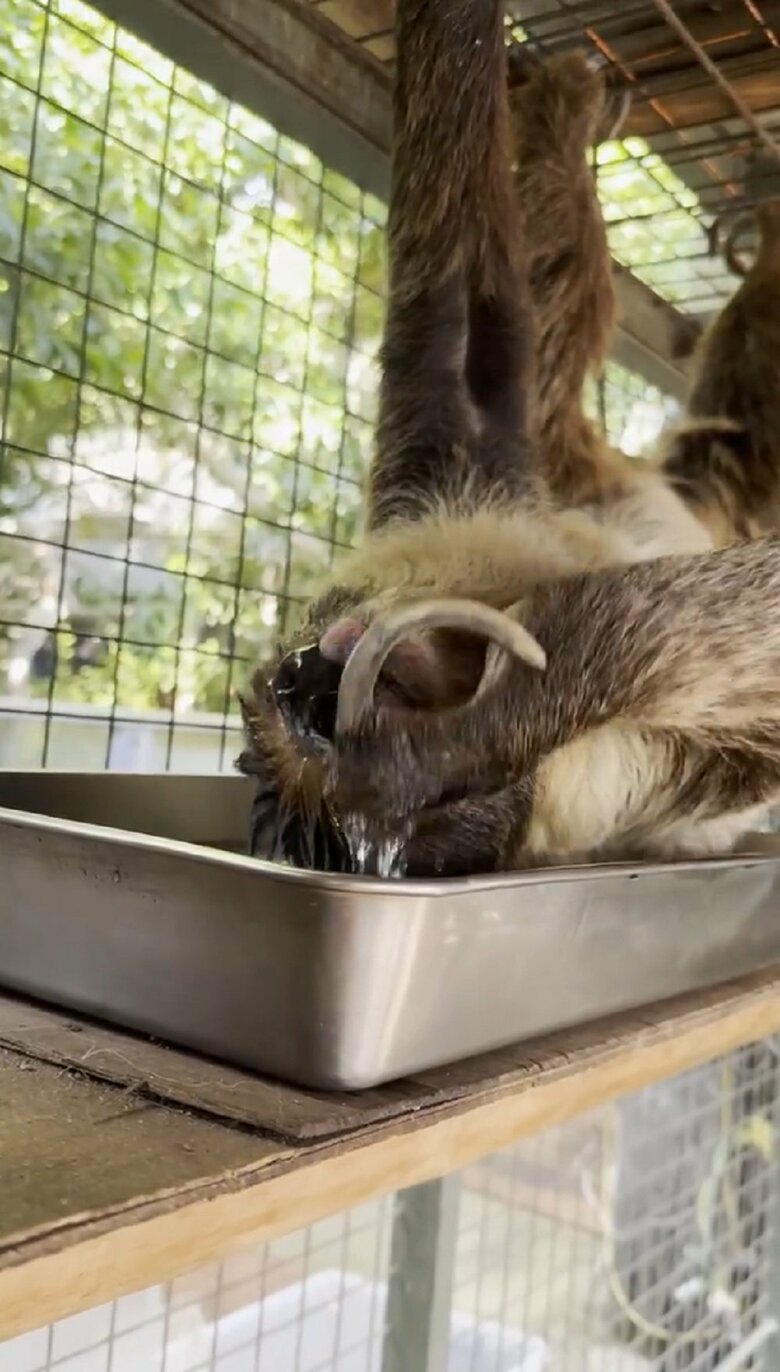 水を器用にすくっている（提供：神戸市立王子動物園）