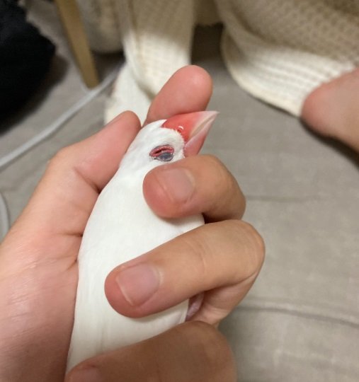 飼い主さんの手の中でウットリ